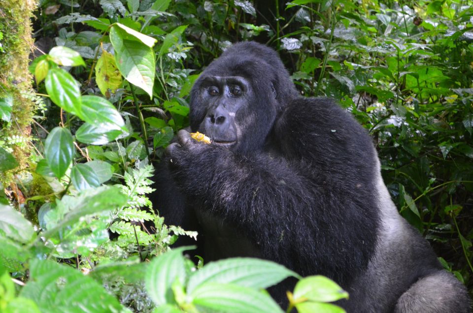 2 Days Gorilla Trekking Safari in Volcanoes National Park