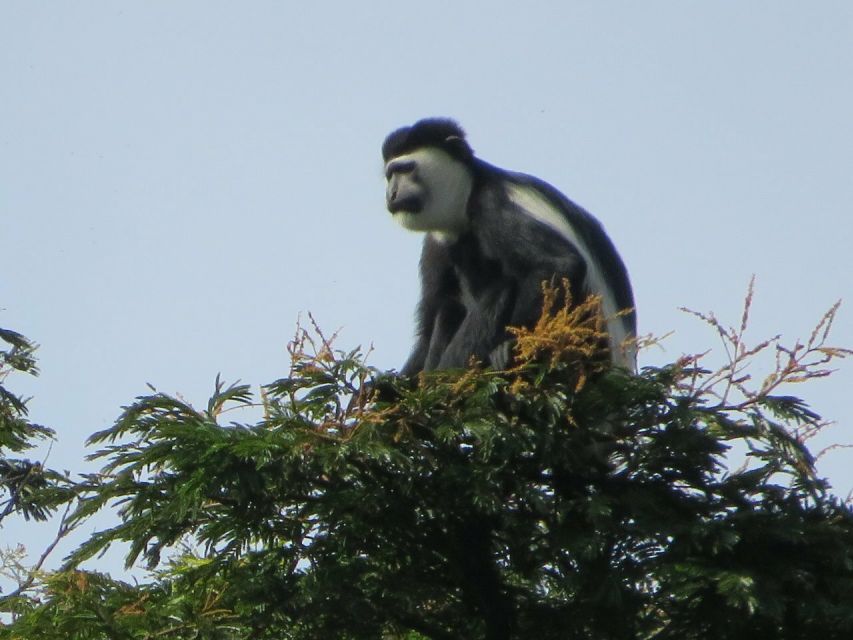 5 Days Rwanda Safari – Primates and Other Wildlife Tour