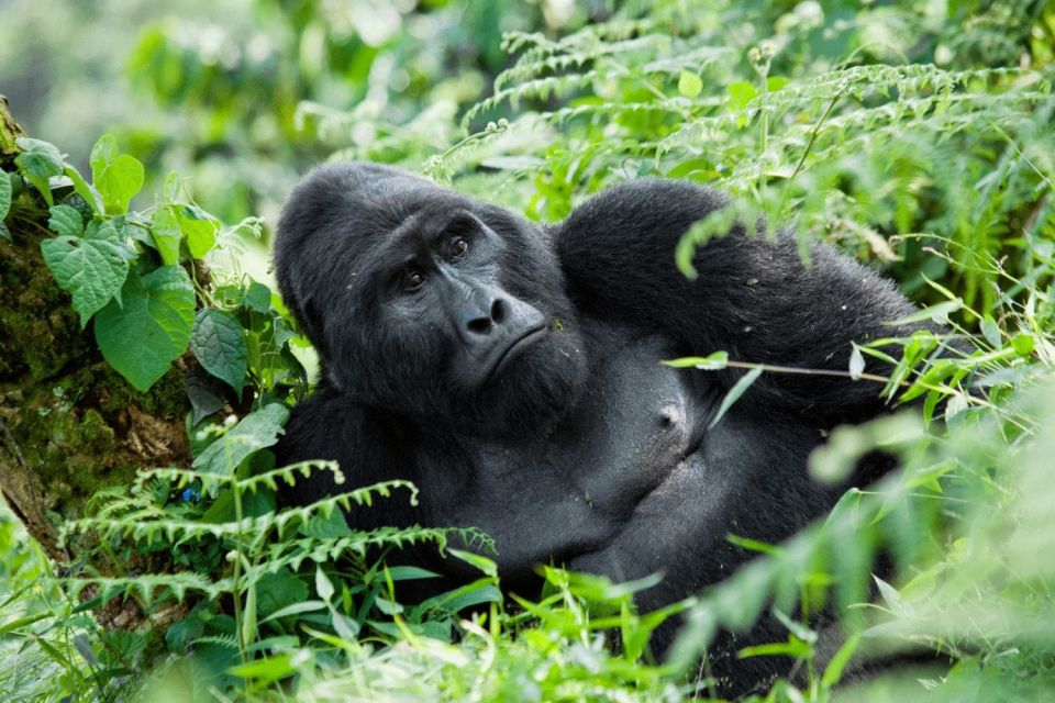 4 Days Rwanda Gorilla Tour and Karisimbi Hiking