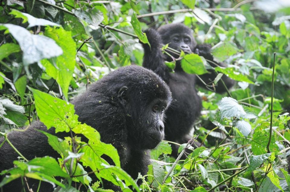 7 Days Rwanda Primates Tour – Gorillas, Golden Monkeys and Chimpanzees