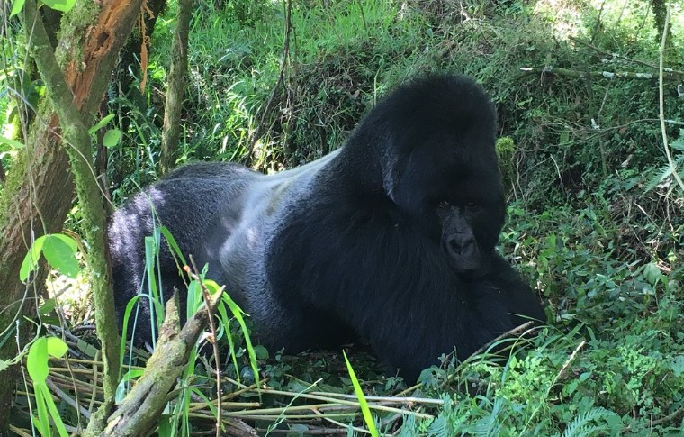 2 Days Rwanda Gorilla Trek & Mt Bisoke Hike