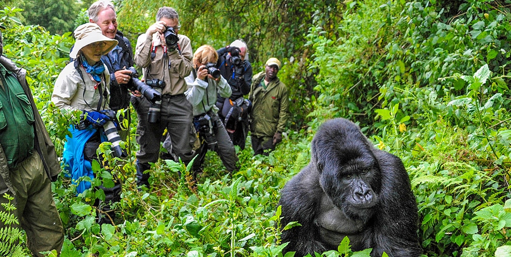 6 Days Rwanda Gorillas, Chimps & Lake Kivu Tour