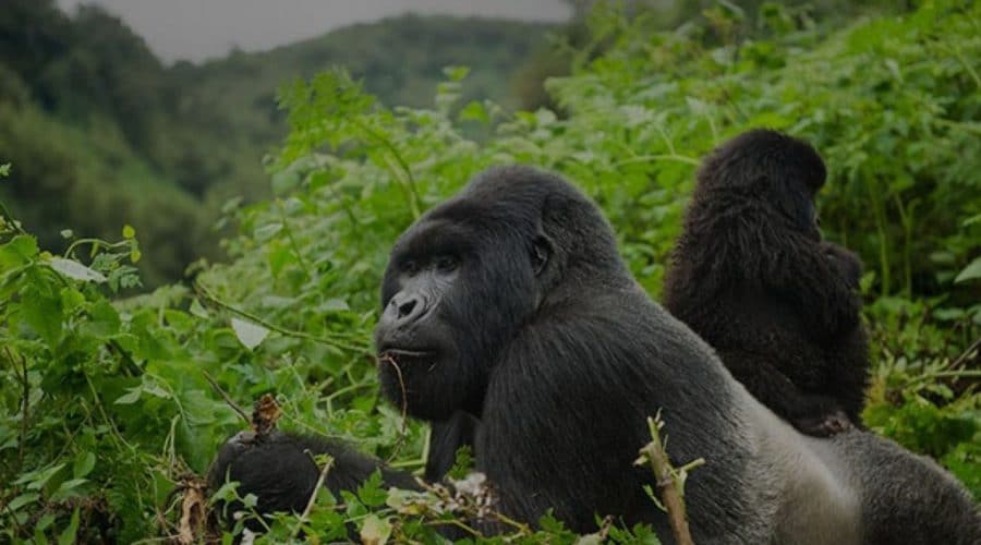 1-Day Gorilla Trekking in Uganda