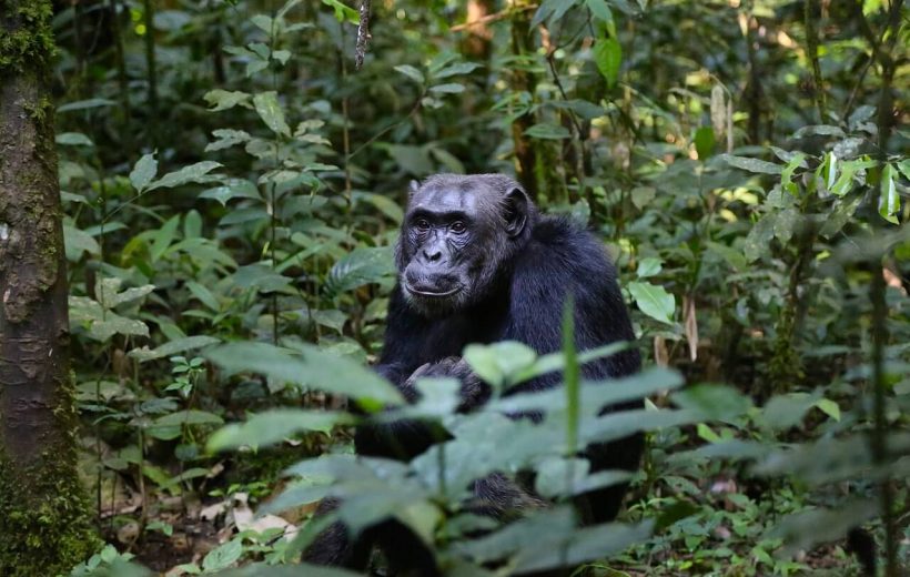 1 Day Chimpanzee Trekking Safari in Uganda to Budongo Forest