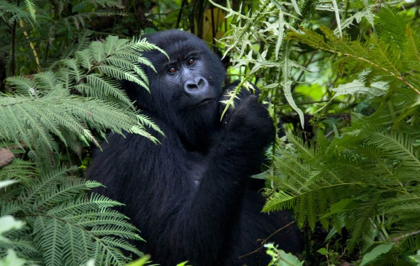 2 Days Congo Gorilla Tour – Starting from Kigali or Goma
