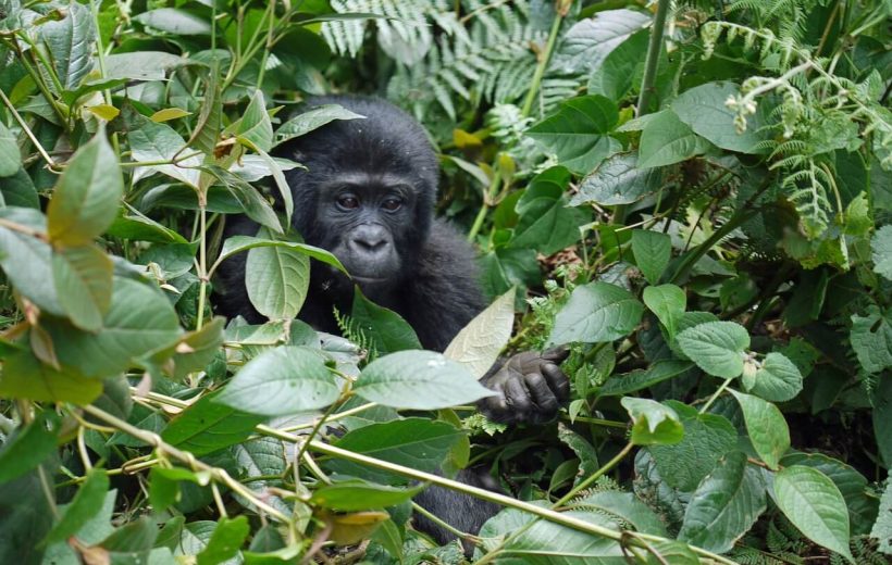 3 Day Uganda Gorilla Safaris in Bwindi Impenetrable National Park