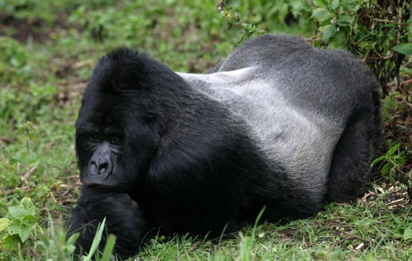 3 Days Congo Gorilla Safari – Starting From Rwanda
