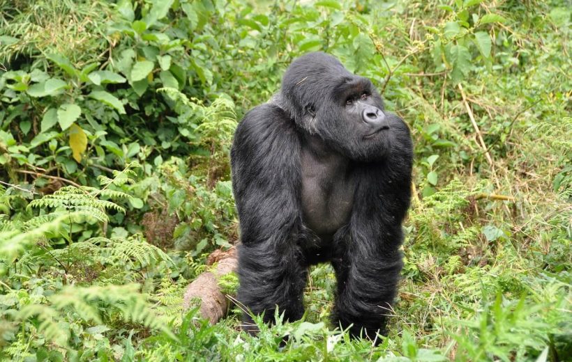 3 Days Gorilla Safari Rwanda