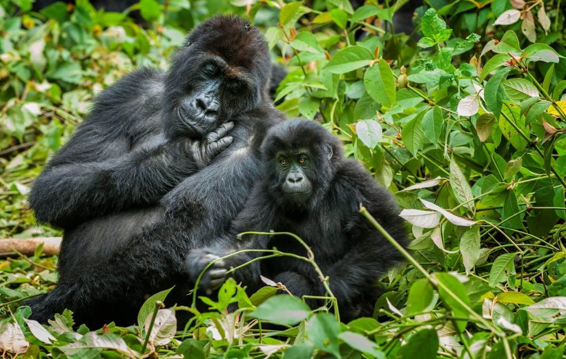 10 Days Uganda Rwanda Congo Safari – Nyiragongo Hiking and Gorilla Tour