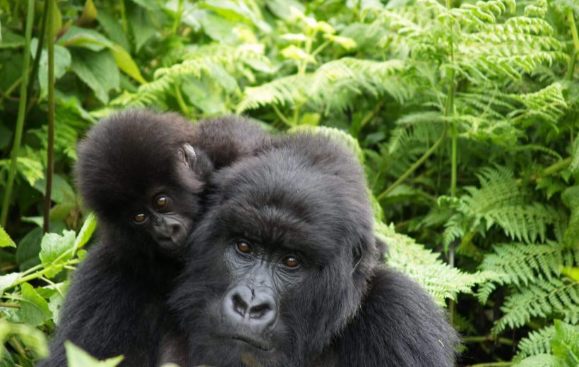 6 Days Gorilla Trek Uganda & Rwanda