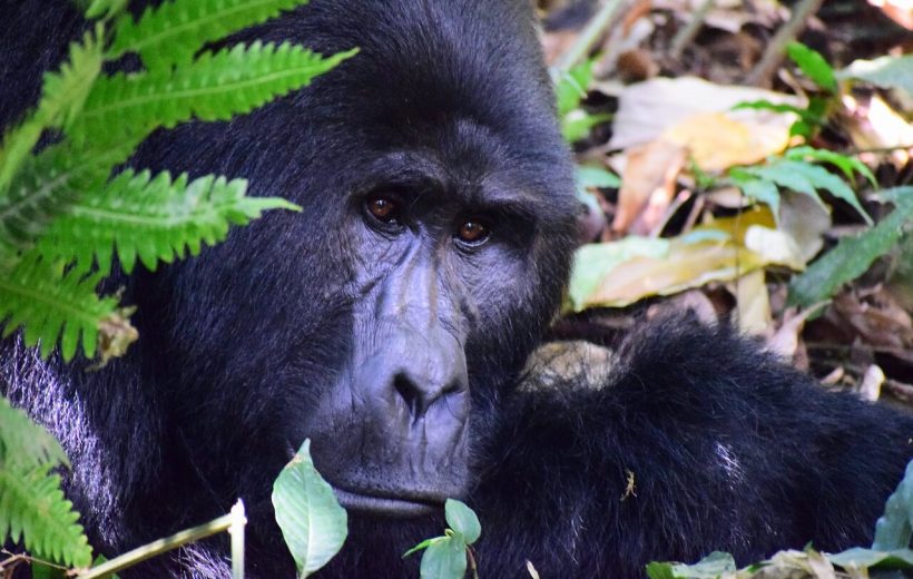 4 Days Uganda Safari, Gorilla and Chimpanzee