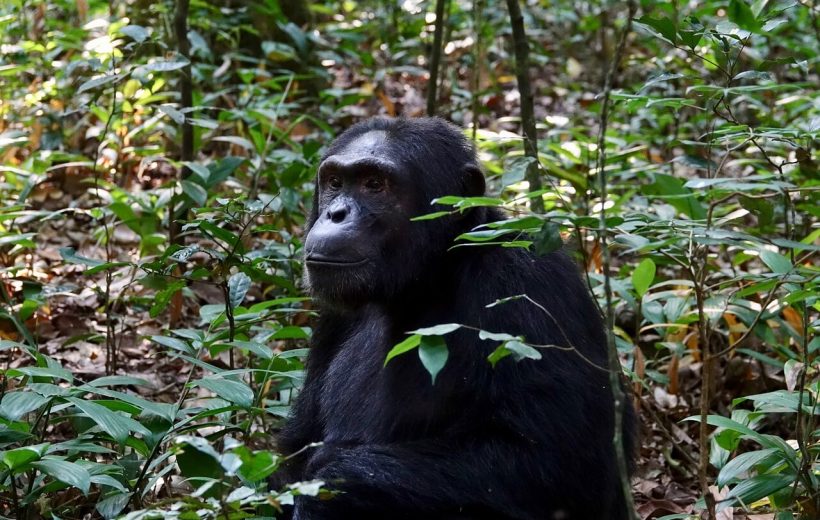 6 Days Uganda Safari, Gorillas, Wildlife and Chimpanzee