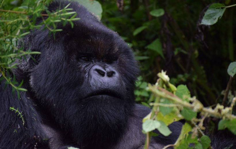 2 Day Gorilla Trekking Safaris in Rwanda