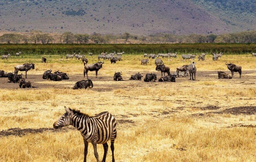 4 Days Explore Ngorongoro, Serengeti & Manyara