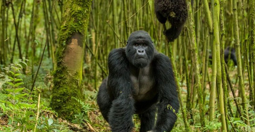 10 days Uganda Safari Gorilla, Wildlife and Chimpanzees