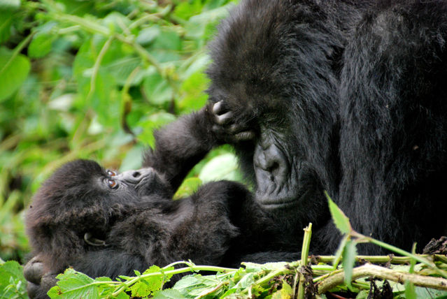 3 Days Gorillas Trekking and Lake Mburo National Park Safari