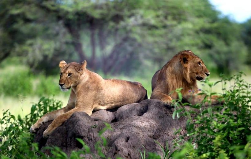 4 days Epic Tanzania wildlife and Culture Safari