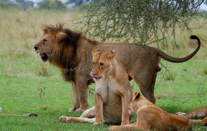 10 Days Wildlife Kenya and Tanzania Safari