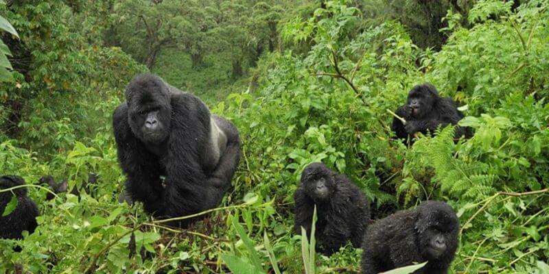 11 Days Gorillas and Chimpanzees wildlife Safari Uganda