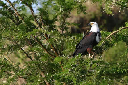 6 Days birding Safari Kenya