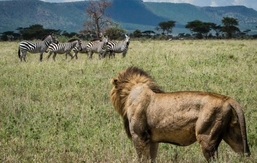 6 Days Wildlife Safari in Kenya