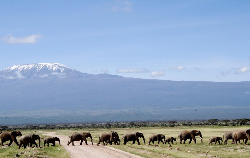 5 days Amboseli and Tsavo West Wildlife Safari