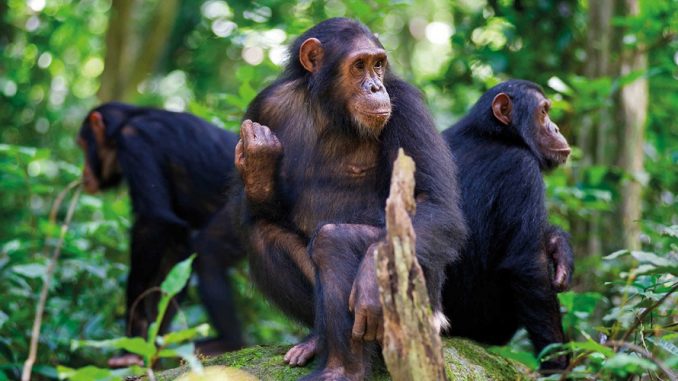 3 Days Chimpanzee Trekking Safari in Nyungwe Forest Rwanda