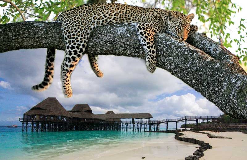 9 Days Zanzibar and wildlife Safari