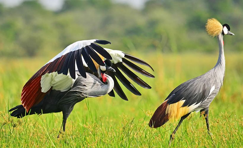 6 Days Bird watching Safari to Queen Elizabeth National Park