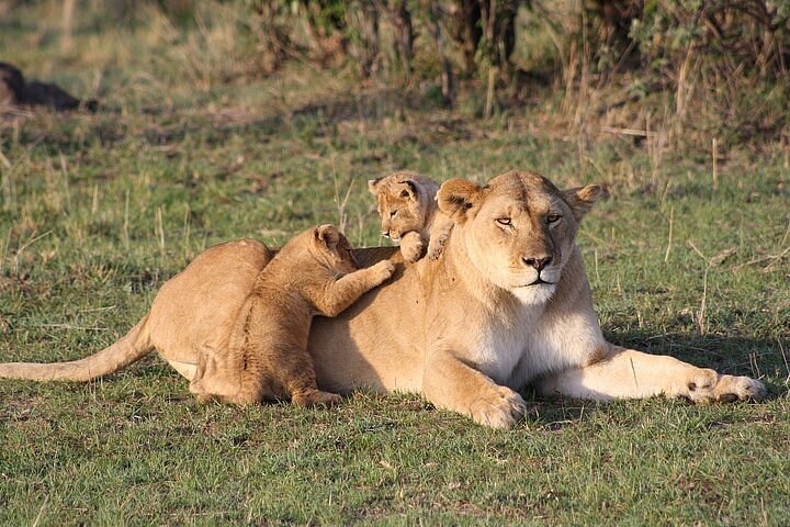 9 Day Kenya Wildlife safari Experience