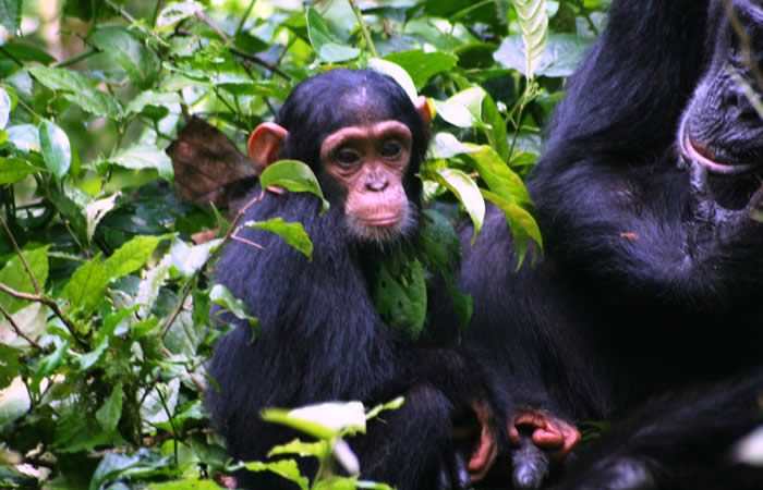 3 Days Chimpanzees Trekking safari in Kibale National Park