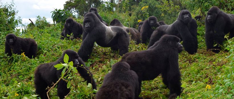 7 Days Wildlife Gorillas and Chimpanzees safari In Rwanda and Uganda