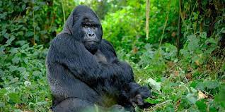 3 Days Uganda Gorilla Trekking Safari and Batwa Pygmies Visit in Bwindi National Park