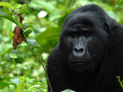 10 Days Kenya Uganda Wildlife Safari – Gorilla and Chimpanzees Trekking