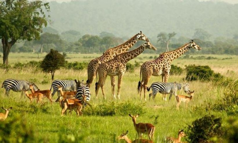 3 Days Akagera National Park Wildlife Safari