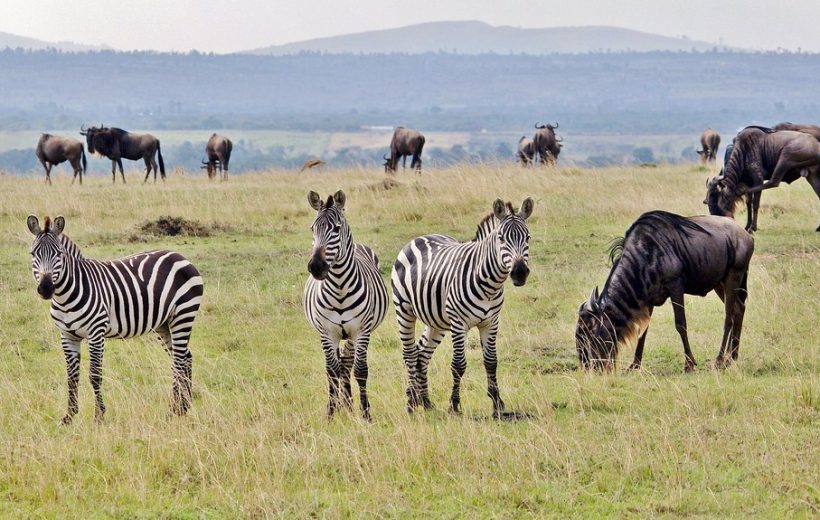 3 Days Tanzania Safari in Serengeti National Park.