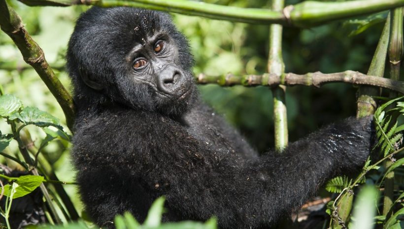 8 Days Murchison Chimpanzees Queen Elizabeth and Gorilla Safari