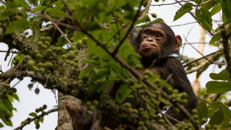 2 Days Nyungwe Chimpanzee and Canopy Walk Safari in Rwanda