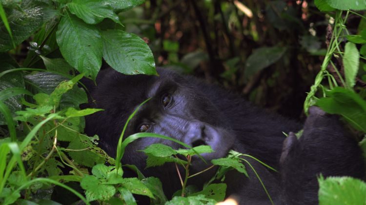 7 Days Primates Adventure Safari in Uganda.