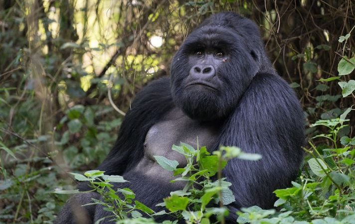 8 Days Murchison Chimpanzees Queen Elizabeth and Gorilla Safari
