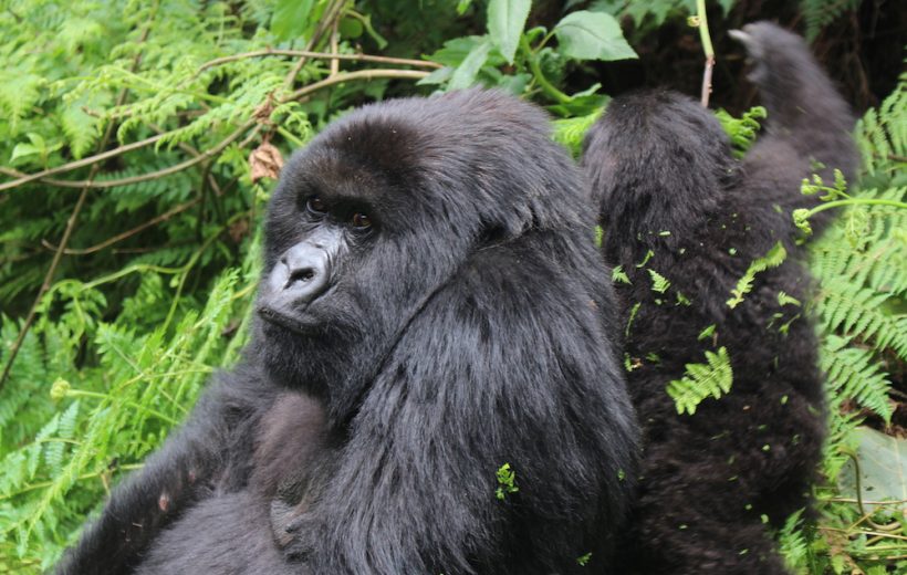 5 Days Rwanda Gorilla and Akagera wildlife safari