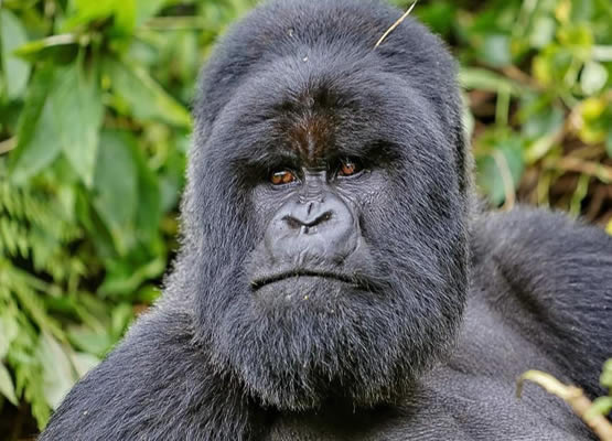 9 Days Best of the Uganda Safari with Gorillas